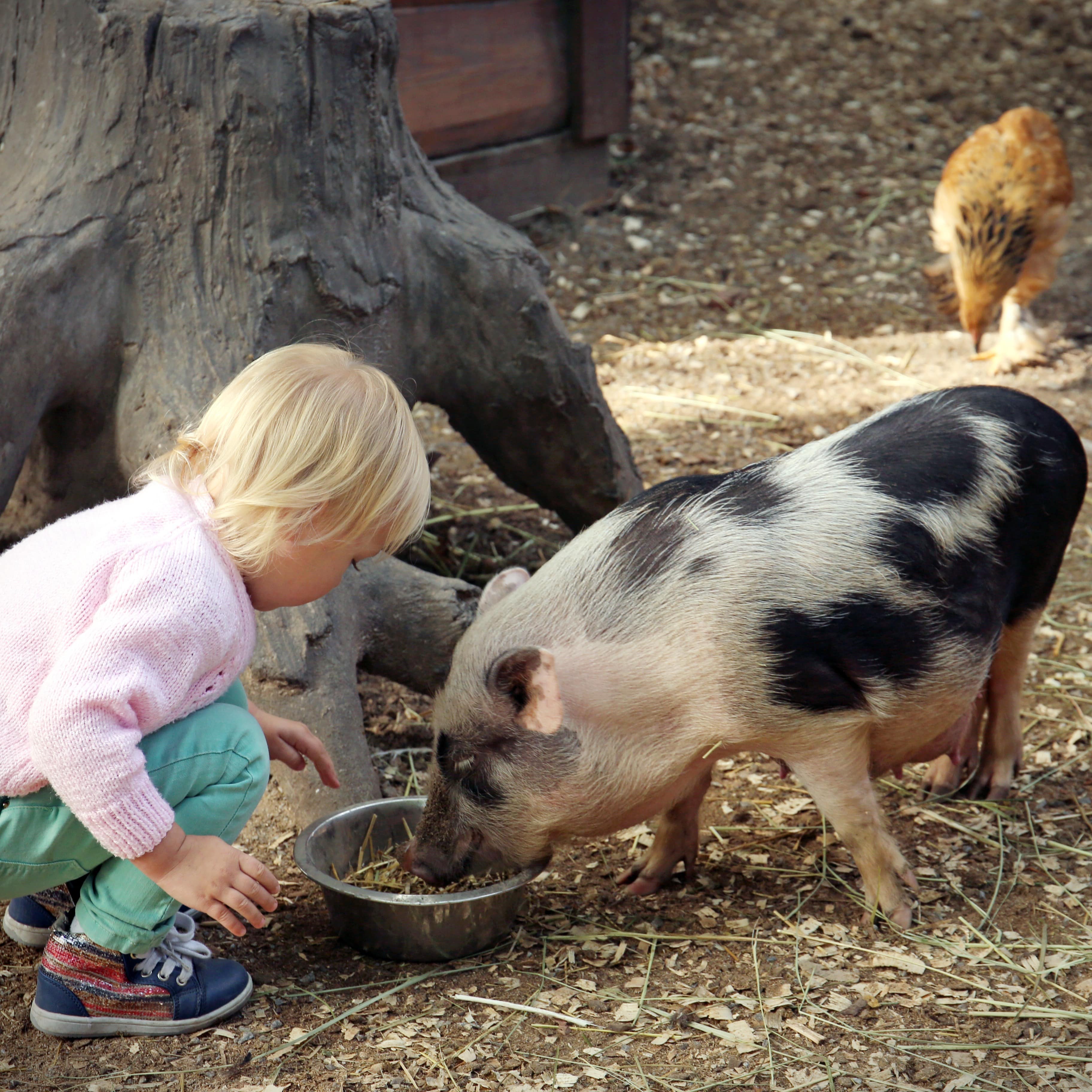 Ein Mädchen hockt vor einem rosa-schwarz gescheckten Schwein in einem Streichelzoo und schaut ihm beim Fressen zu.