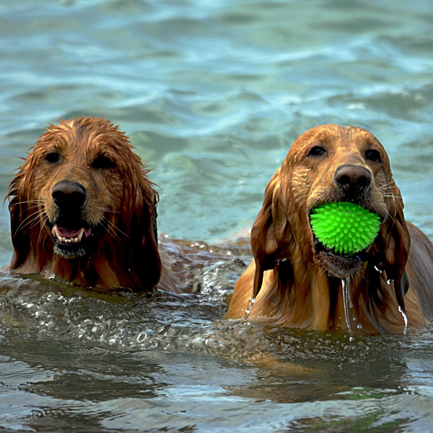 Zwei Hunde schwimmen im Wasser, einer hat einen grünen Ball in der Schnauze