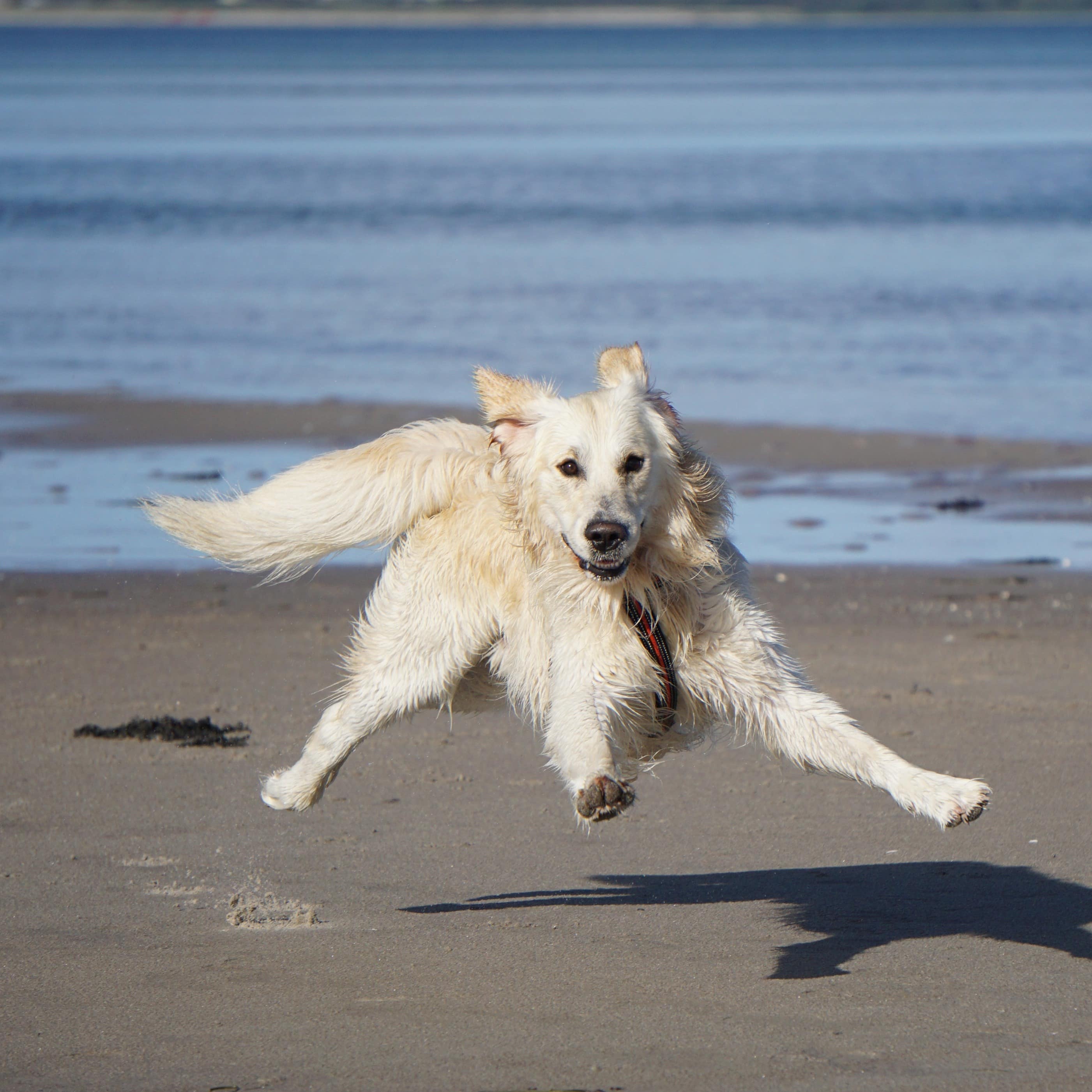 Golden Retriever tobt sich am Strand aus