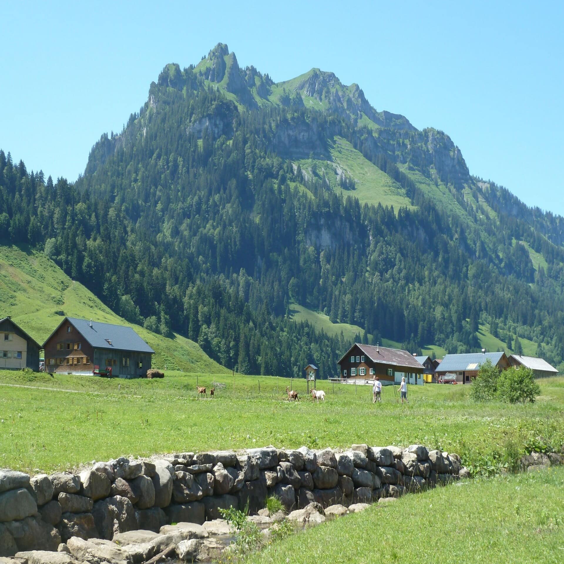 Bauerndorf inmitten grüner Wiesen und Berge. Ziegen und Personen auf einem Feldweg.