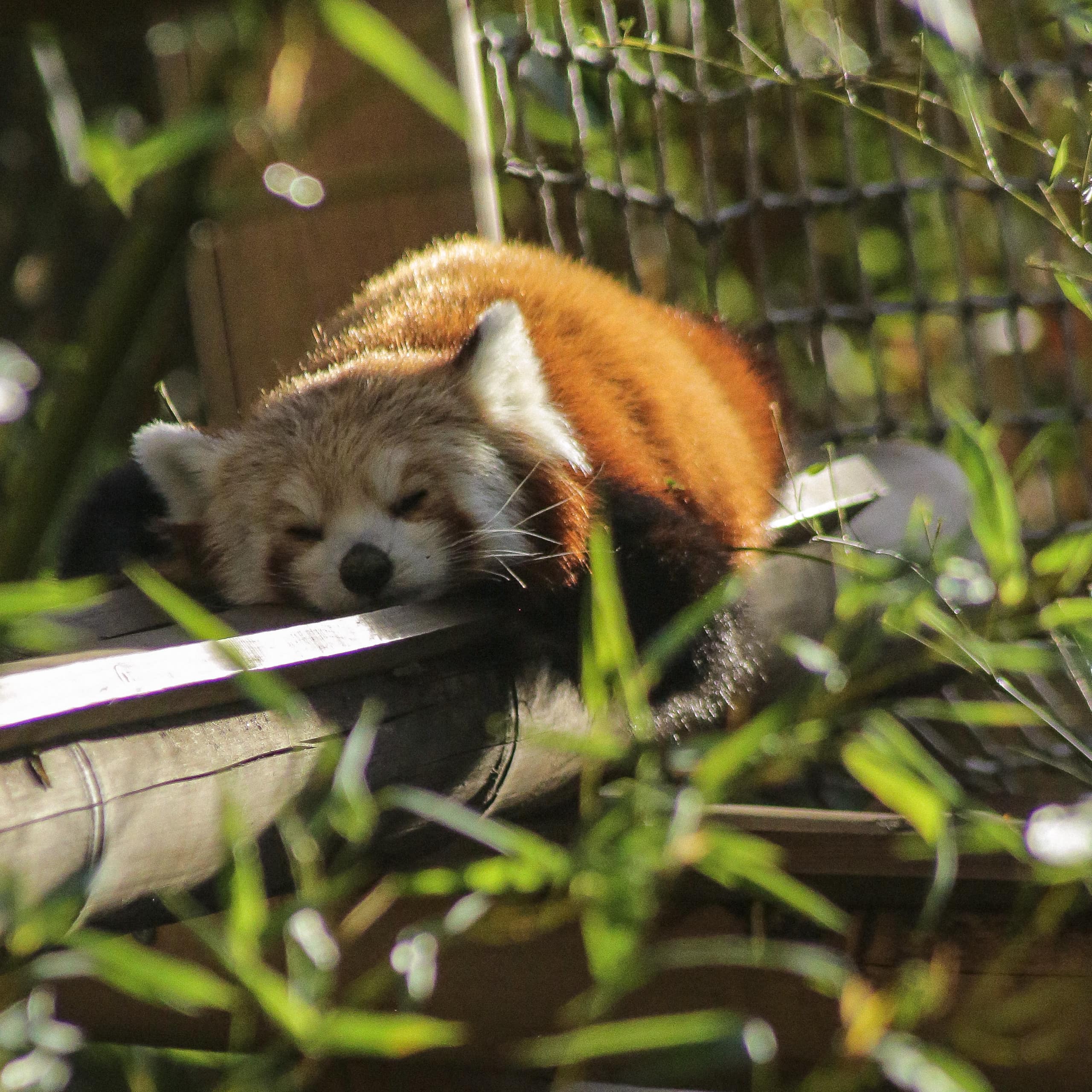 Kleiner Panda schläft auf einem Holzbalken.