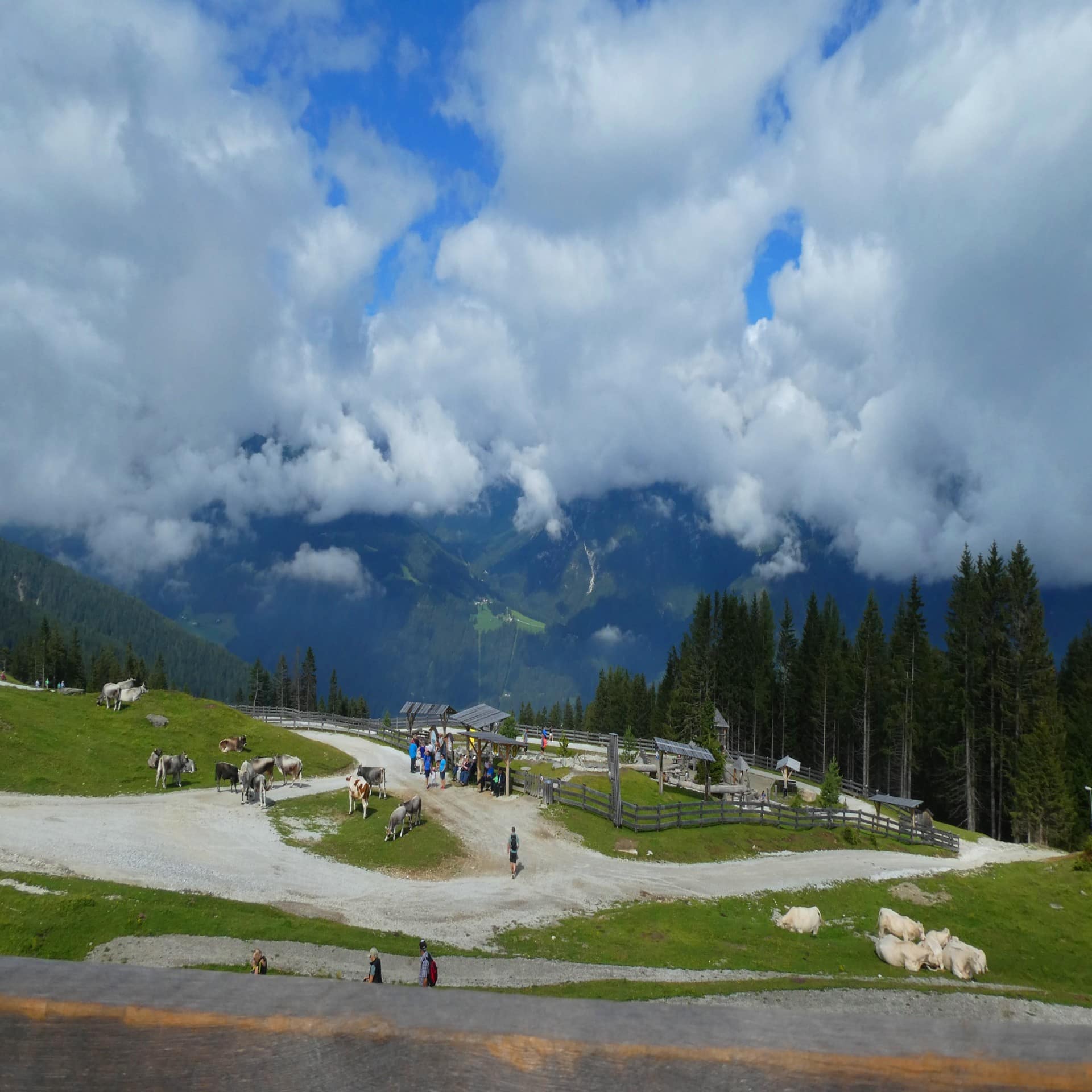 Leute und Kühe auf einem Hügel in den Alpen. Der Himmel ist bewölkt. 