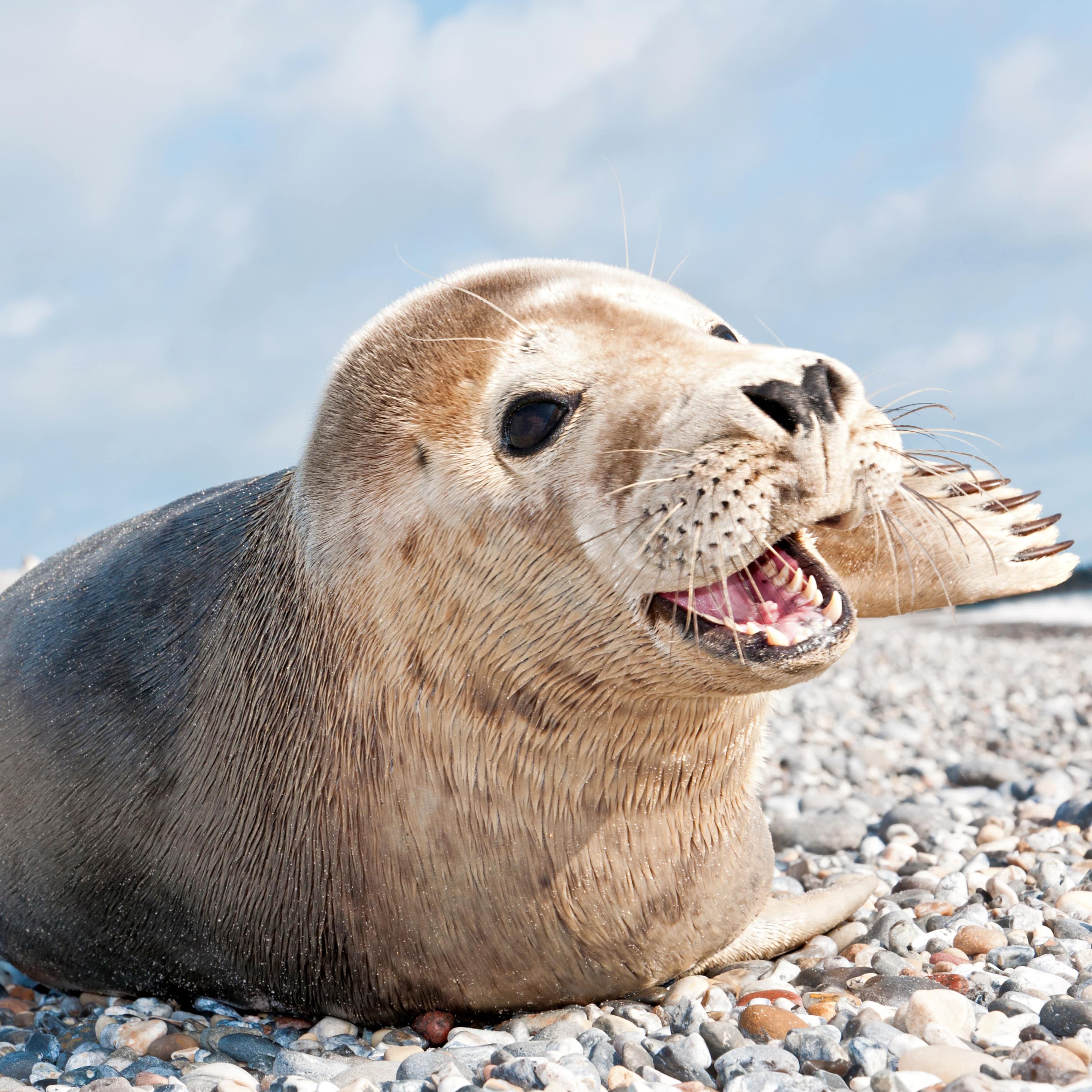 Eine Robbe auf einem Kieselstrand.