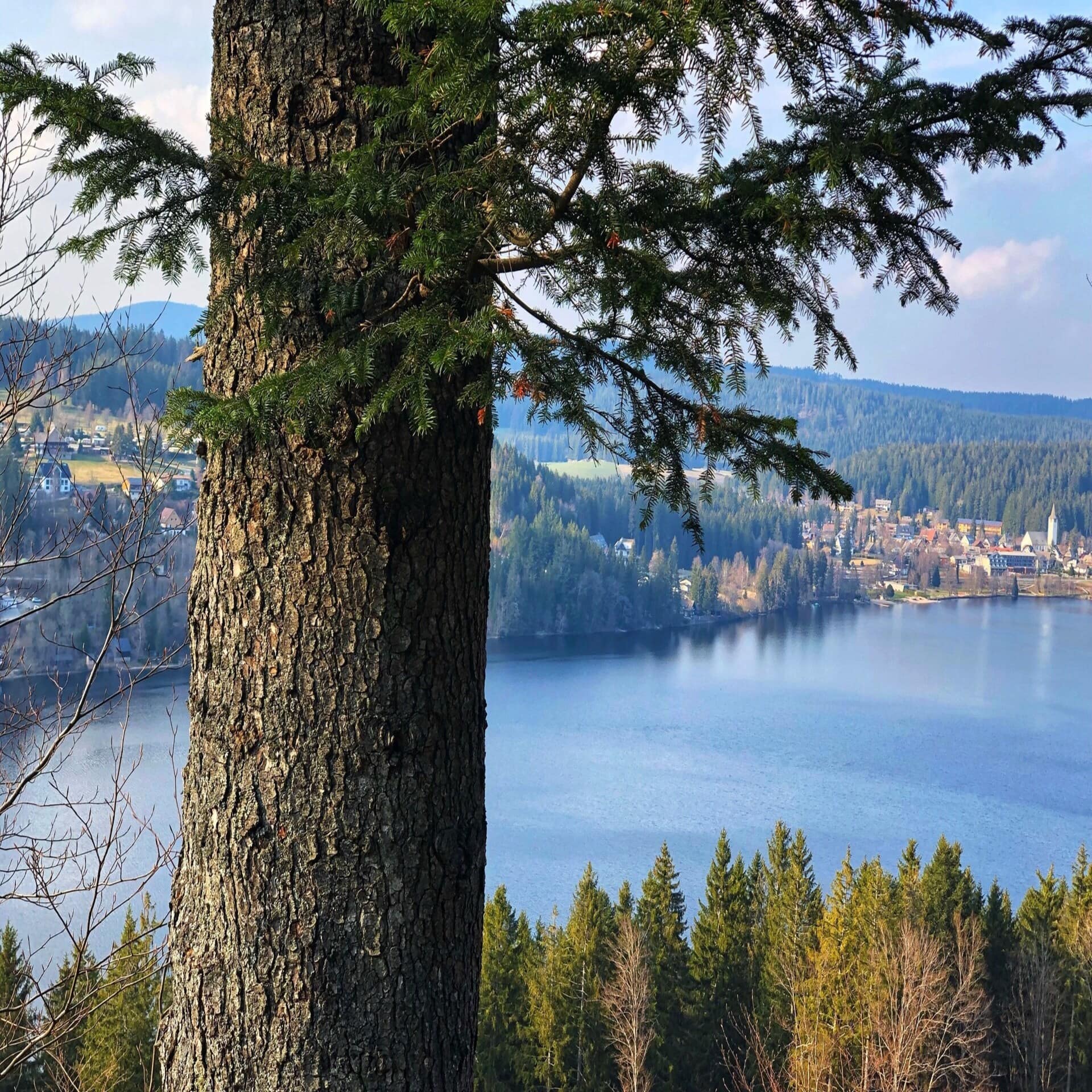 Blick an einem Baum vorbei auf den Titisee.