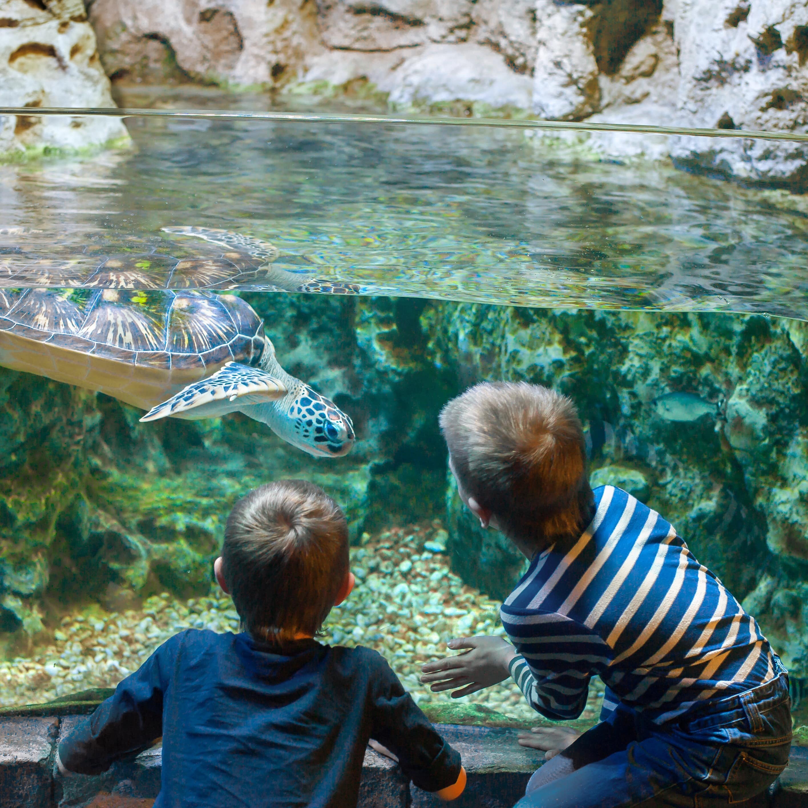2 Jungen vor einem Aquarium in der eine große Schildkröte schwimmt.
