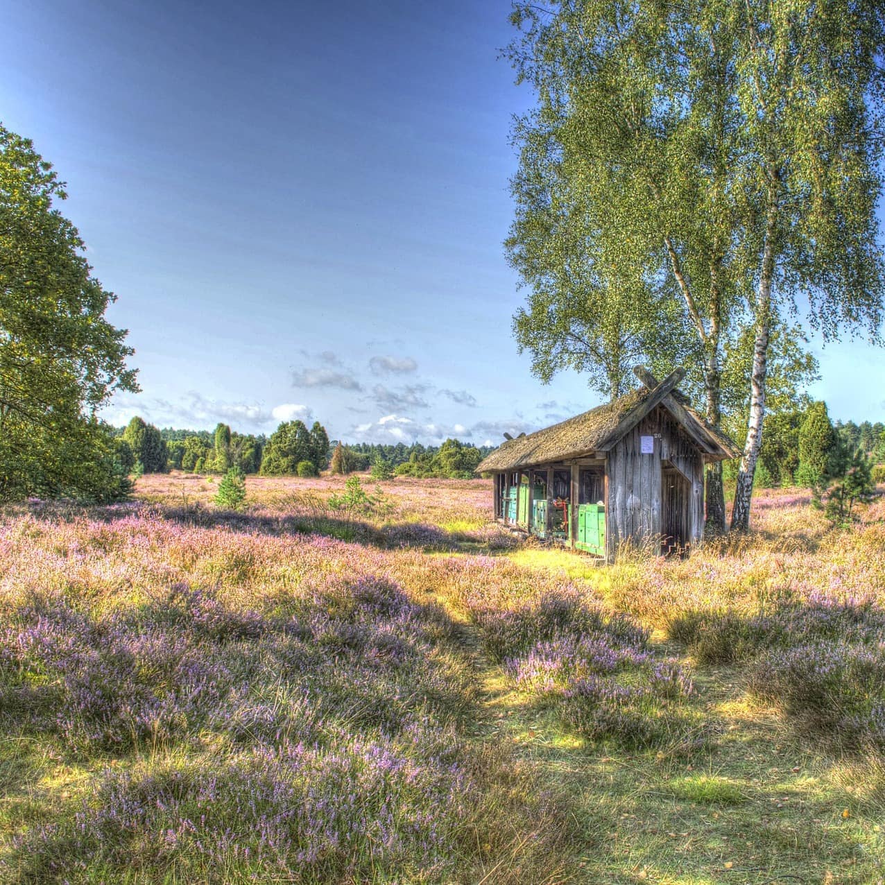 Eine Hütte inmitten der Lüneburger Heide umgeben von Bäumen